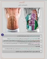 عضلات شکم در مجسمه سازی